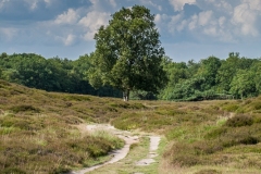 Gasterse Duinen 07.07.2012 (Canon EF 100mm f/2.8L Macro IS USM)