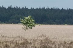 16.06.2012 (Canon EF 300mm f/4L IS USM + Canon EF 1.4x II Extender)